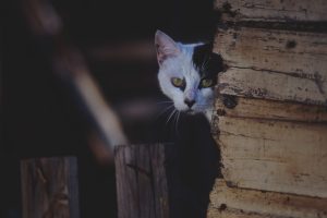 How to Get Facebook Ads Spy Tool for Free